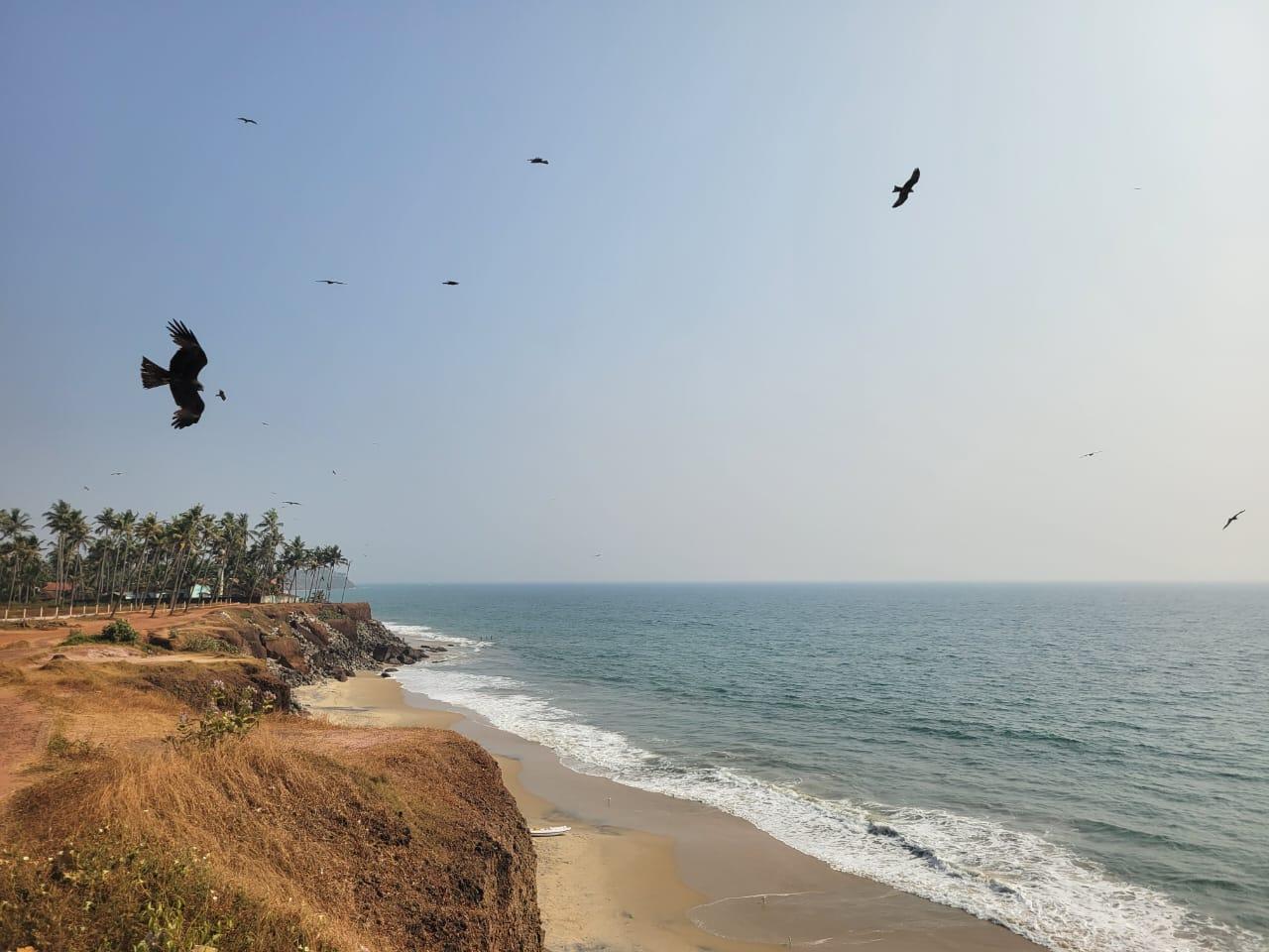 Red laterite cliffs and palm trees over the sea, birds in flight (inferred: Varkala)