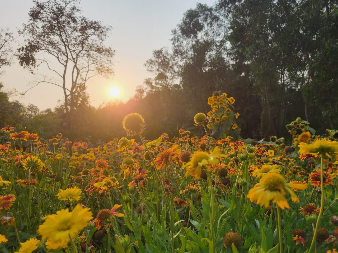 Sunlit wildflower field at sunrise