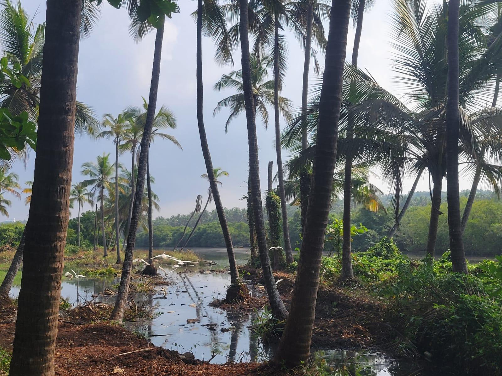 Palm grove with egrets by the water