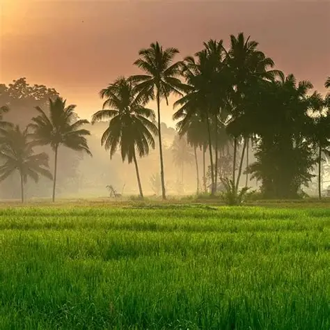 Mezhathur paddy fields at sunrise