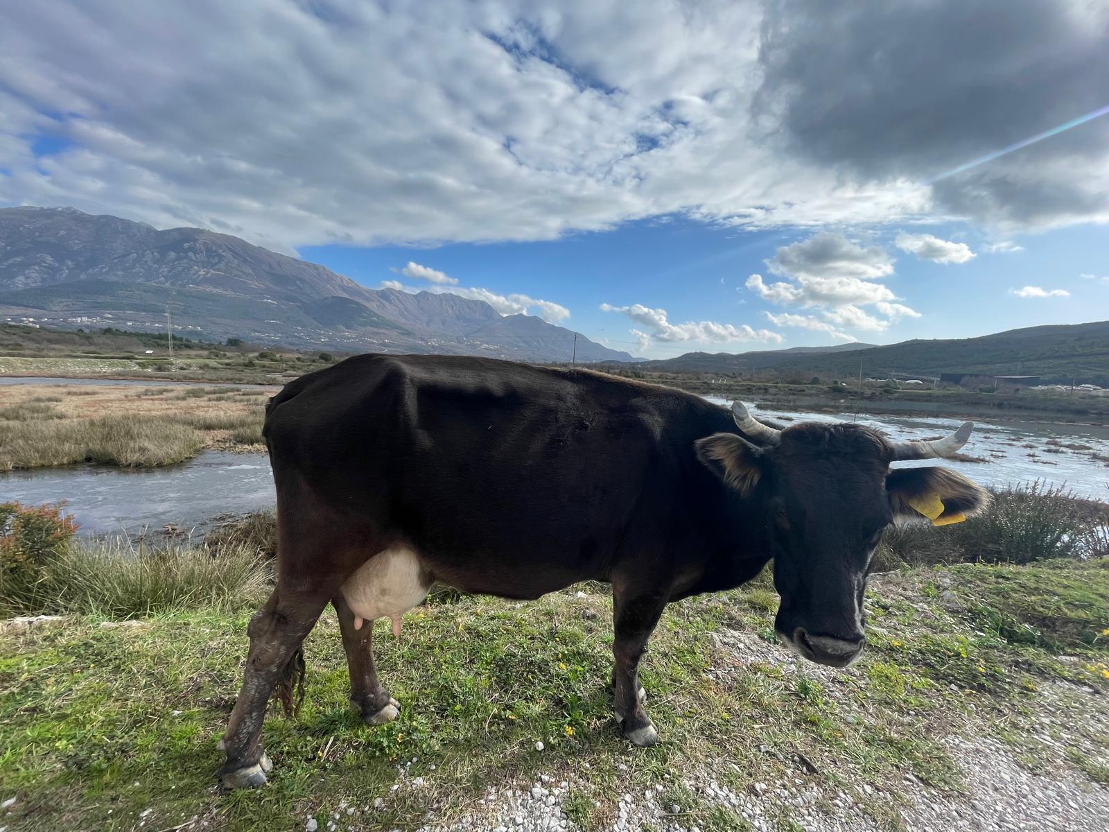 A local cow by the water, Montenegro
